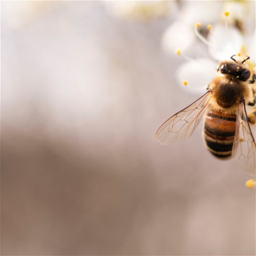 Alergija na ubod insekta