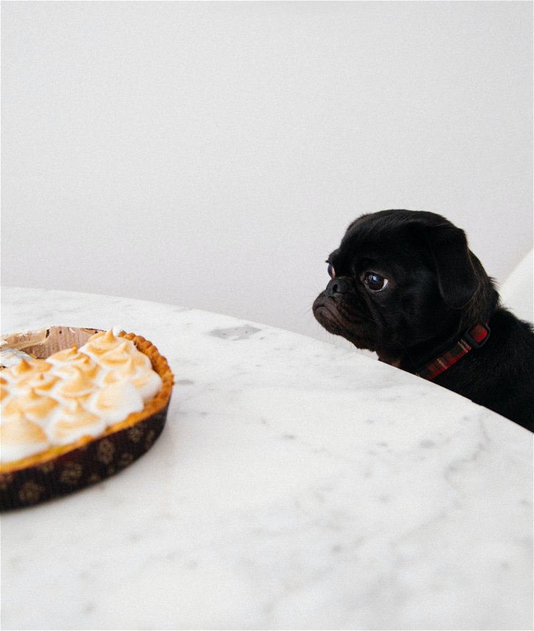 pas gleda u kolač