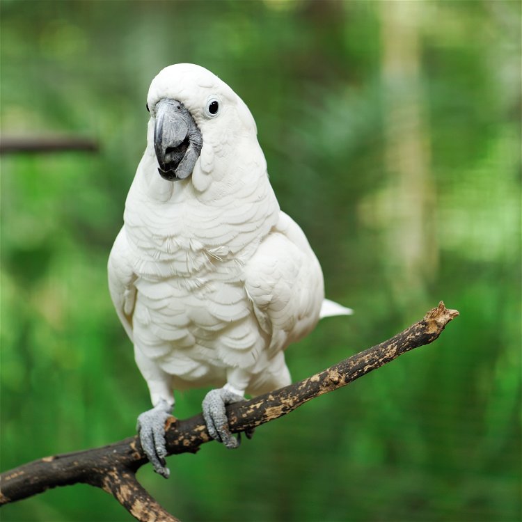 beli papagaj