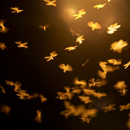 Moljci i kako ih se rešiti
