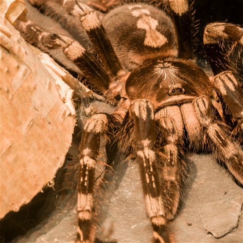 Fobija od paukova - odakle potiče?