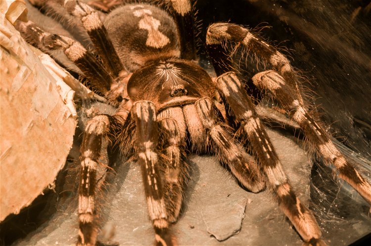 Fobija od paukova - odakle potiče?