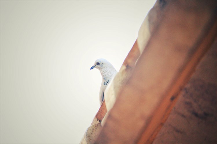 golub na krovu