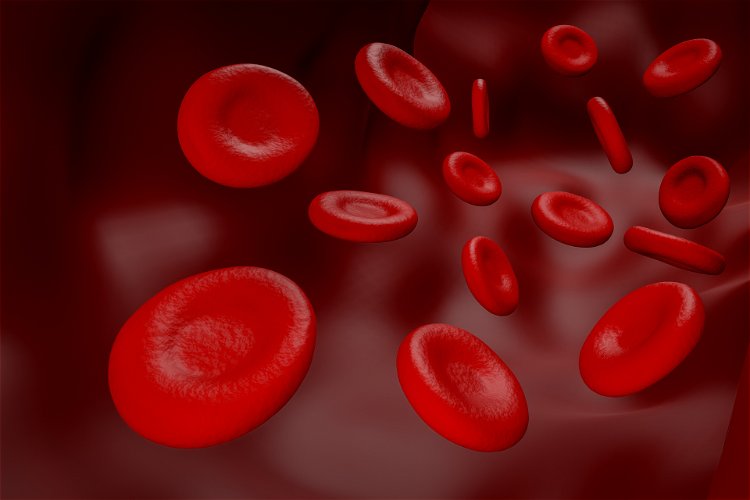 crvena krvna znca