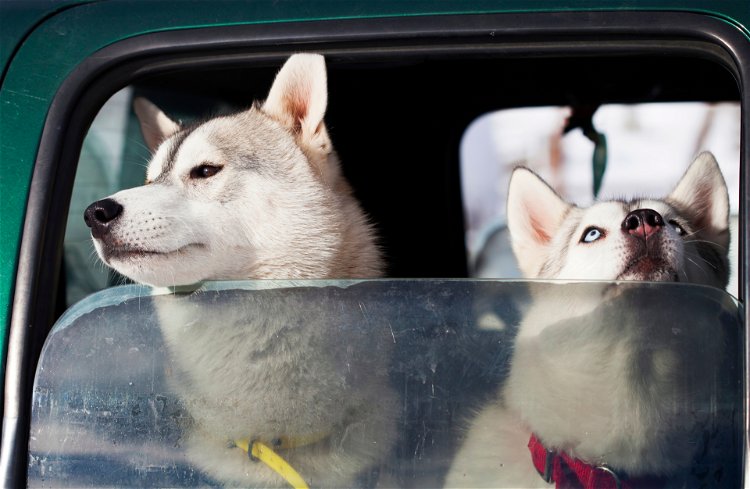 psi u autu