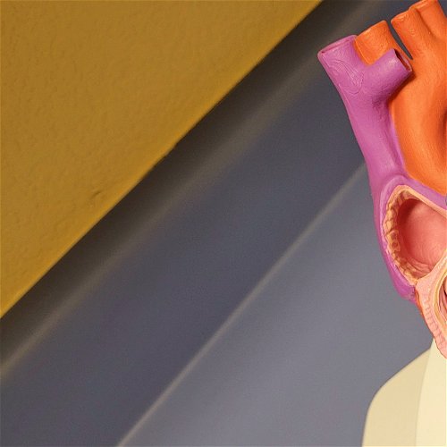 Novosti u svetu medicine - aorta je od sada priznata kao zaseban organ