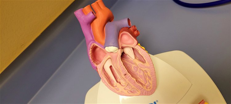 Novosti u svetu medicine - aorta je od sada priznata kao zaseban organ