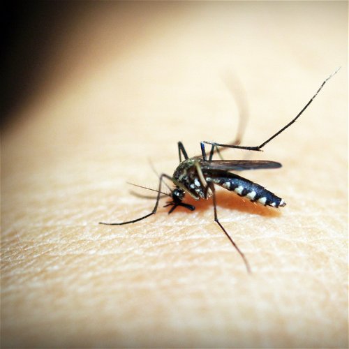 Kako odabrati najefikasnija sredstva za zaštitu od komaraca?