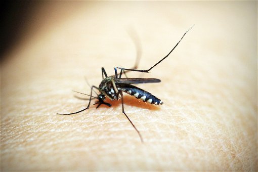 Kako odabrati najefikasnija sredstva za zaštitu od komaraca?