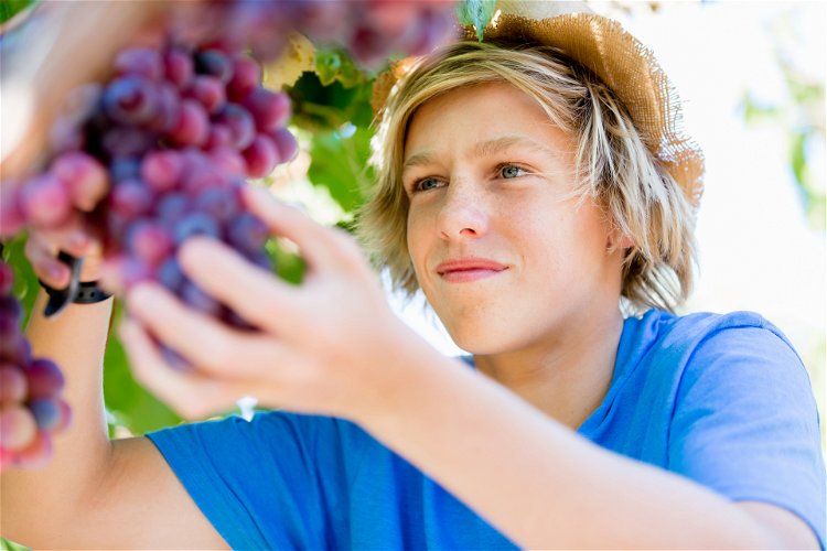 dečak bere grožđe