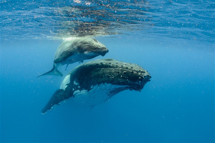 grbavi kit