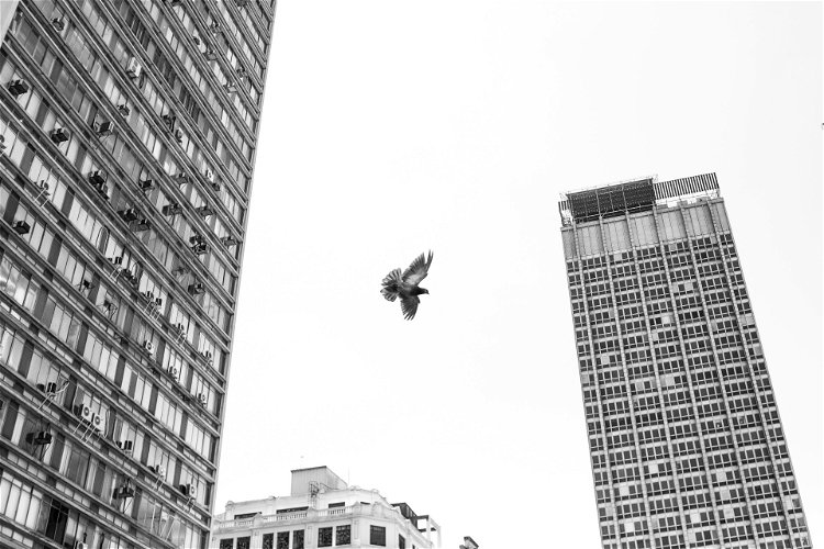 golubovi između zgrada