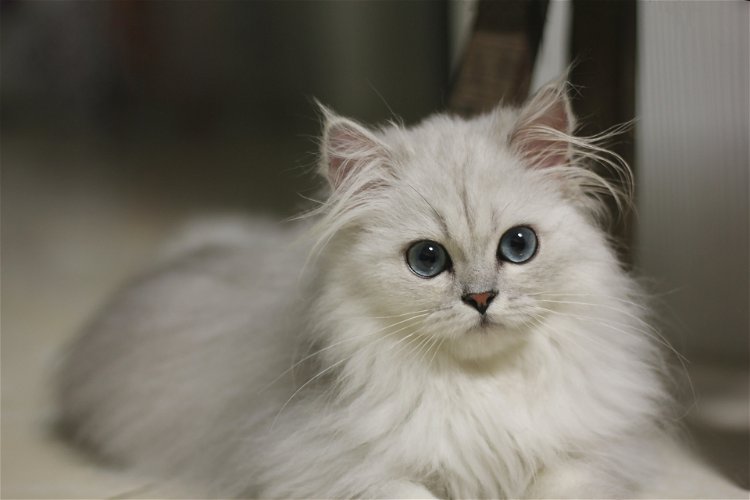 Ovo su najskuplje vrste mačaka na svetu